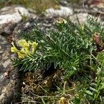 Oxytropis campestris Fula