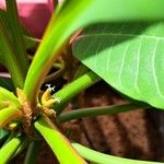 Euphorbia leuconeura Frukto