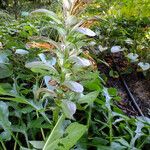 Acanthus hungaricus Λουλούδι