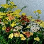 Achillea tomentosa आदत