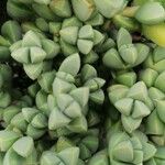 Gibbaeum petrense Hostoa