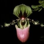 Paphiopedilum victoria-regina 花