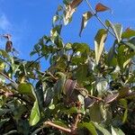 Lonicera acuminata Облик