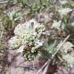 Teucrium dunense Blomma