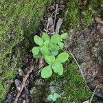 Theligonum cynocrambe Yaprak