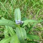 Gentiana cruciata Flower