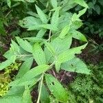 Buddleja japonica Feuille