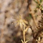 Senecio potosianus Fruit