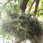 Tillandsia aeranthos 其他