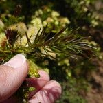 Acacia verticillata Blatt