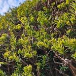 Taxus cuspidata Habitus