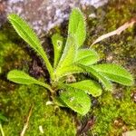 Cerastium glomeratum Pokrój