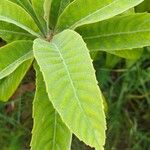 Eriobotrya japonica Leaf