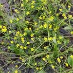 Ranunculus ophioglossifolius Blüte