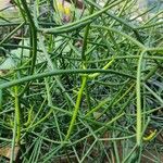 Euphorbia tirucalli Leaf