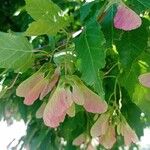 Acer tataricum Froito