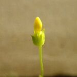 Cicendia quadrangularis 花