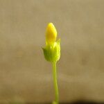 Cicendia quadrangularis Flor