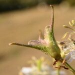 Nigella arvensis Fruitua