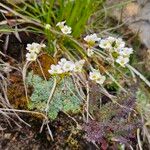 Saxifraga caesia Fula