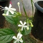 Clerodendrum indicum Fleur