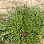 Carex ornithopoda Folha