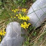 Coronilla vaginalis Flower