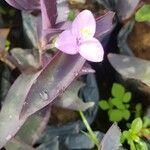 Tradescantia spathaceaFoglia