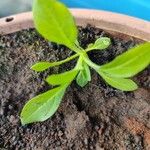 Petunia x atkinsiana Costuma