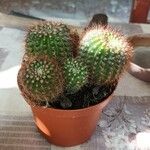 Echinocereus pectinatus Leaf