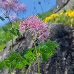 Thalictrum aquilegiifoliumЦвят