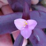 Tradescantia pallida Květ