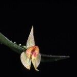 Lepanthes helicocephala Цветок