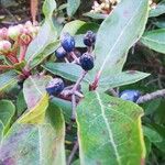 Viburnum tinus Fruit