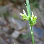 Carex olbiensis Blodyn