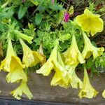 Petunia × atkinsiana Buveinė