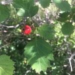 Crataegus submollis Leaf