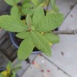 Salix cinerea Leaf