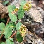 Euphorbia berteroana Flor