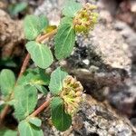 Euphorbia berteroana Çiçek