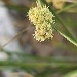 Scirpoides holoschoenus 花