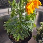 Tagetes tenuifoliaBlatt