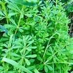 Galium verrucosumبرگ