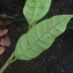 Chrysophyllum sparsiflorum 葉