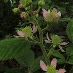 Rubus adscitus Flower