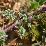 Verbena supina Other