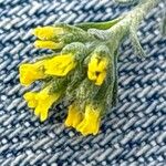 Alyssum granatense 花
