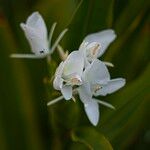 Hedychium coronarium Cvet