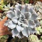 Echeveria shaviana برگ