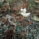 Chimaphila maculata Flower